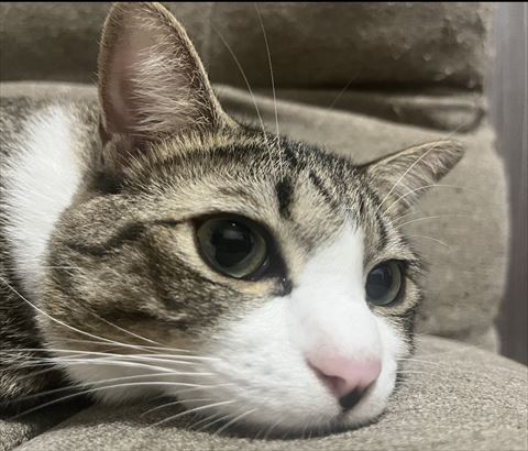 ソファにアゴ乗せ猫アップ