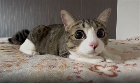 横目で見てくる猫