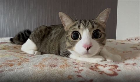 大きな目で見つめてくる猫