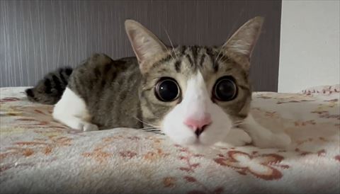 顔を近づけてくる猫