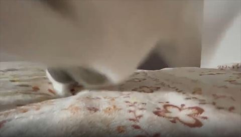 飛び込んでくる猫