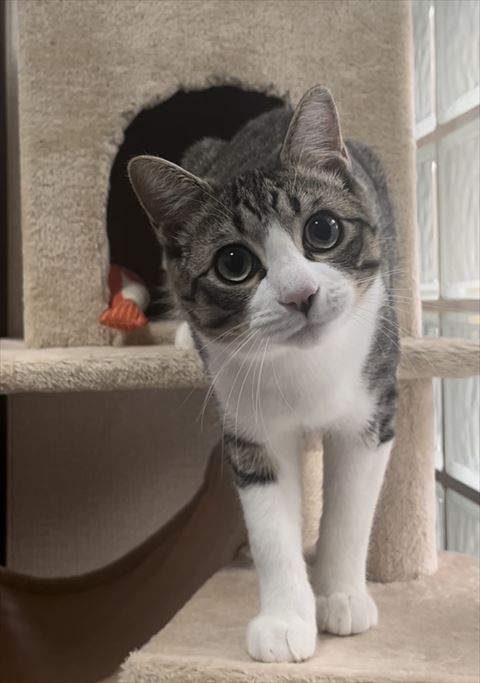 のぞきこむ猫ちゃん後ろにキャットタワー