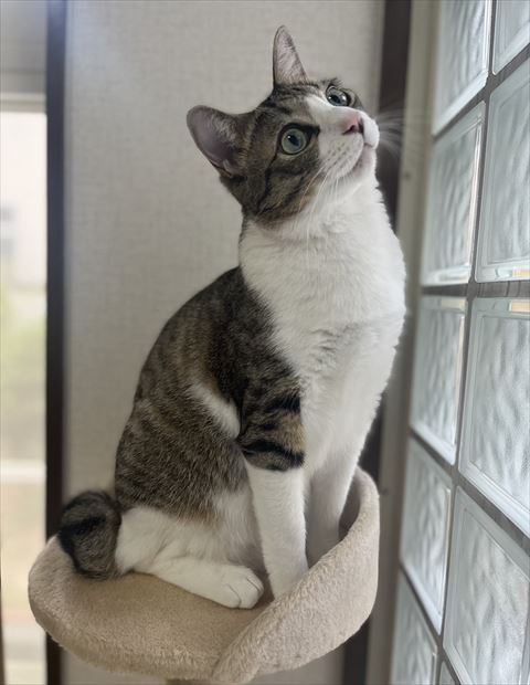 窓を見上げる猫
