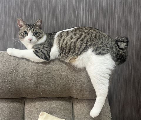 背ファーの上で独特な座り方