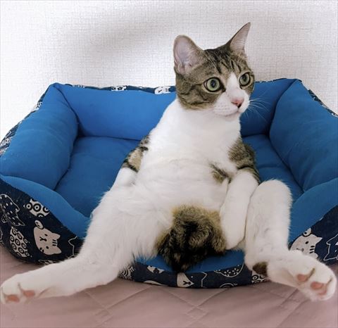 おじさん座り猫