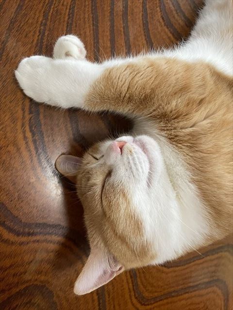 寝てる茶白猫