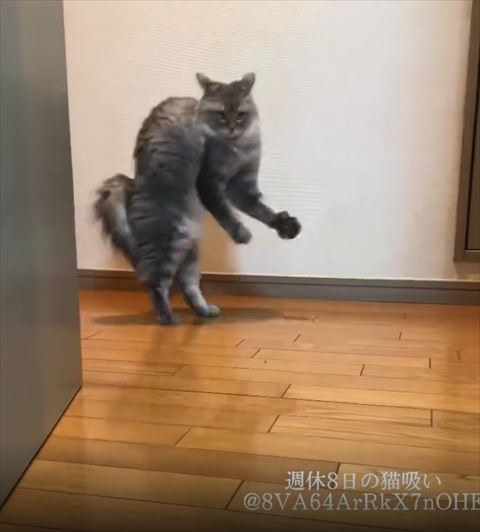 二足立ち猫画面左