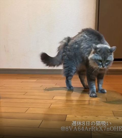 体を膨らませて立ち尽くす