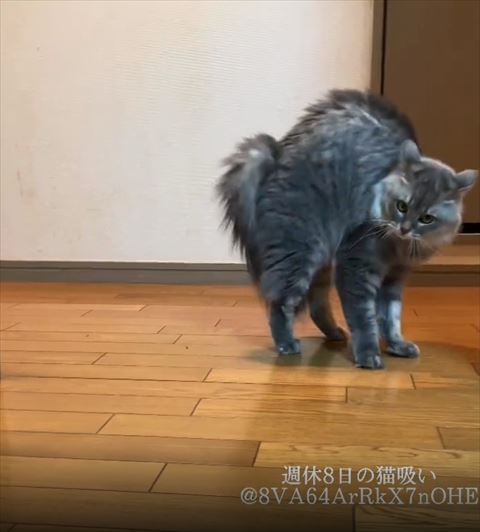 やんのかポーズ猫