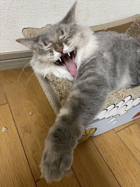 あくびしてる猫