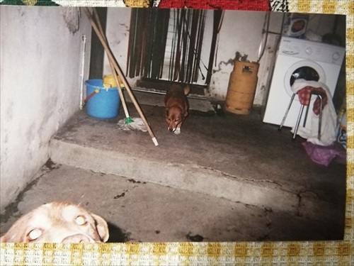 ギネス記録のワンちゃん