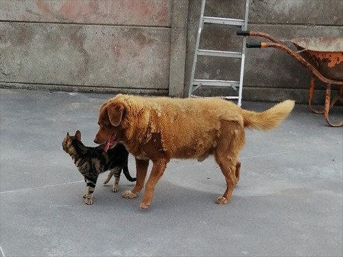 ギネス記録のワンちゃん