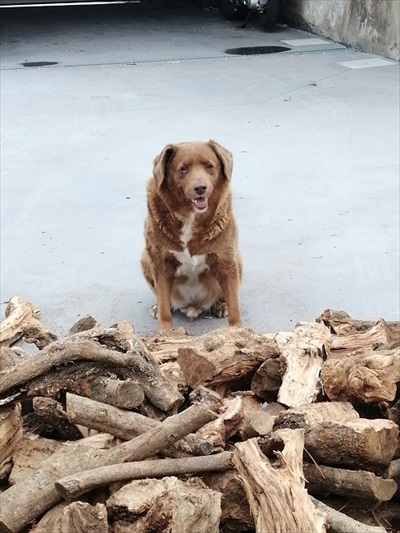 ギネス記録のワンちゃん