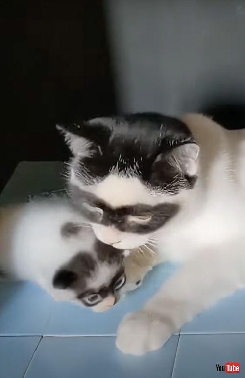 アイマスク模様を受け継いだ子猫