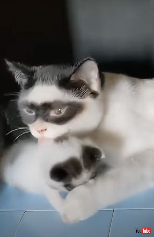 アイマスク模様を受け継いだ子猫