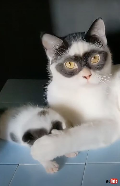 アイマスク模様を受け継いだ子猫
