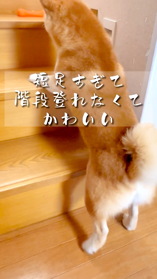 柴犬のかわいい瞬間集犬