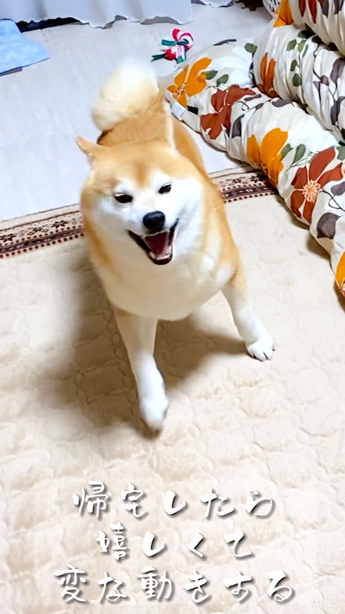 柴犬のかわいい瞬間