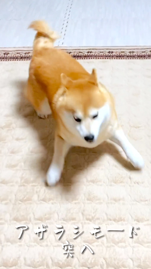 柴犬のかわいい瞬間集犬