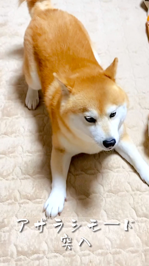 柴犬のかわいい瞬間集犬