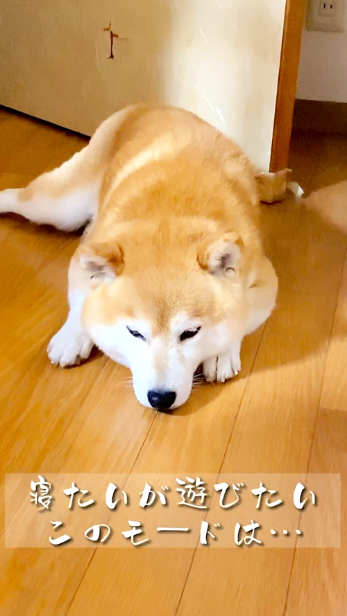 柴犬のかわいい瞬間集犬