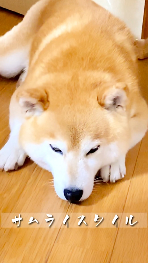 柴犬のかわいい瞬間集犬