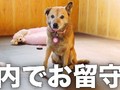 お留守番中の愛犬をこっそり撮影してみたら……　待ち遠しそうな姿にキュン→帰宅後の意外な反応に「さすが大人の女」