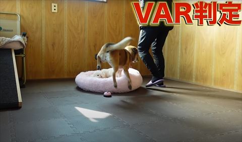 飛び跳ねるワンコ