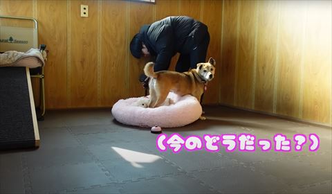 今のどうだったテロップ