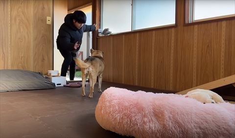 手を振る飼い主