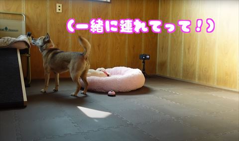 一緒に連れてってテロップ