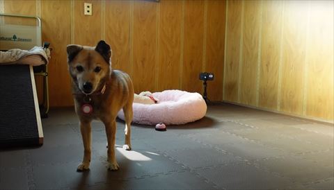 立ち尽くすワンコ