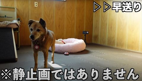 早送りテロップ