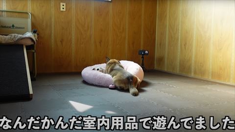 なんだかんだ遊んでましたテロップ