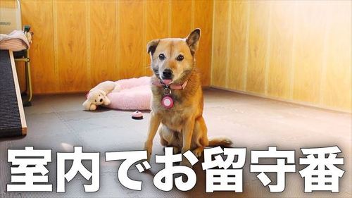 留守番ワンコ