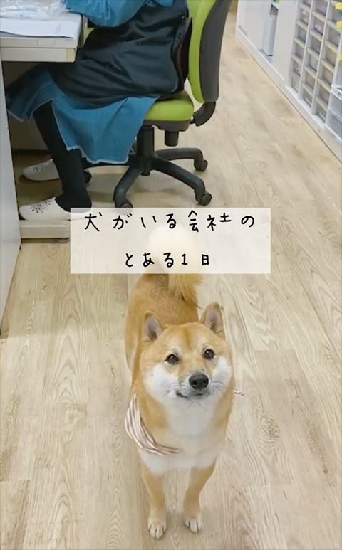 カメラみあげるハクくん