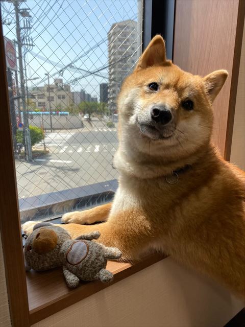窓際にいるワンコ