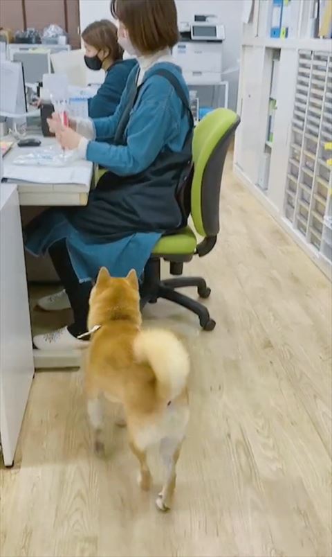 デスクに歩いてくワンコ