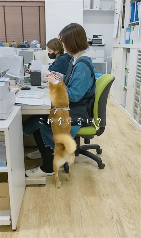 これなになにテロップ