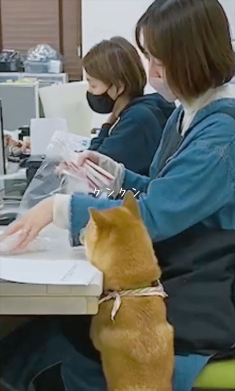 クンクンテロップ