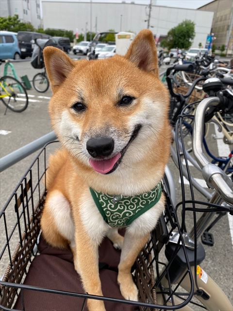 自転車カゴのるワンコ正面
