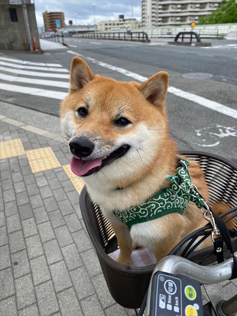 自転車カゴのるワンコ横から
