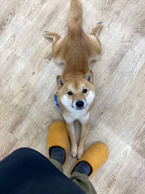 カエル座りワンコ