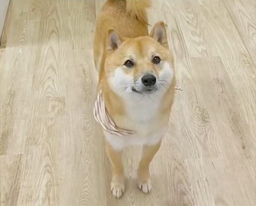 カメラみあげるハクくん