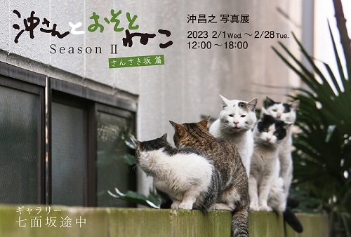 必死すぎるネコ