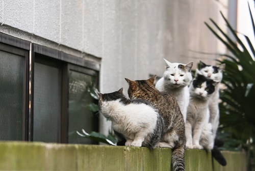 必死すぎるネコ