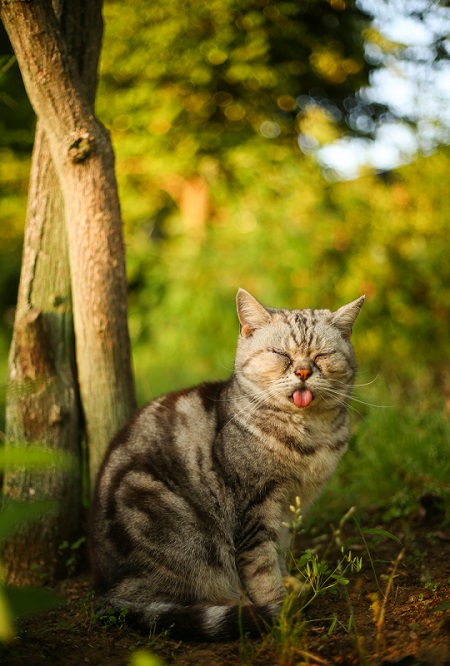 必死すぎるネコ