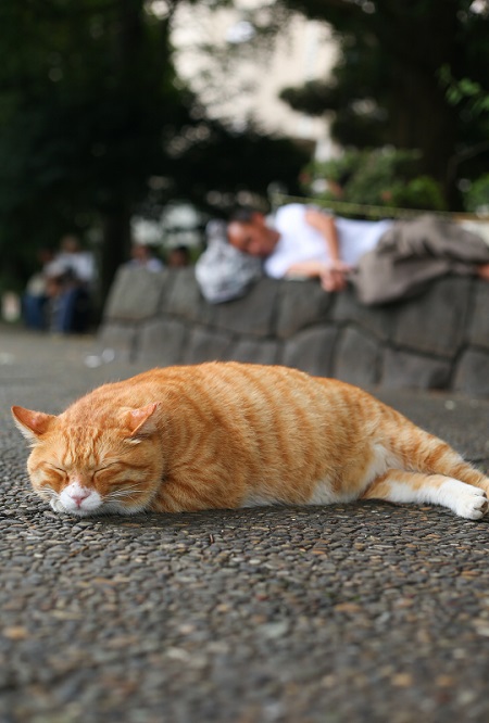 必死すぎるネコ