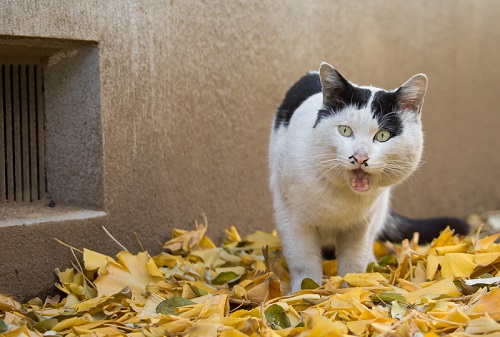 必死すぎるネコ