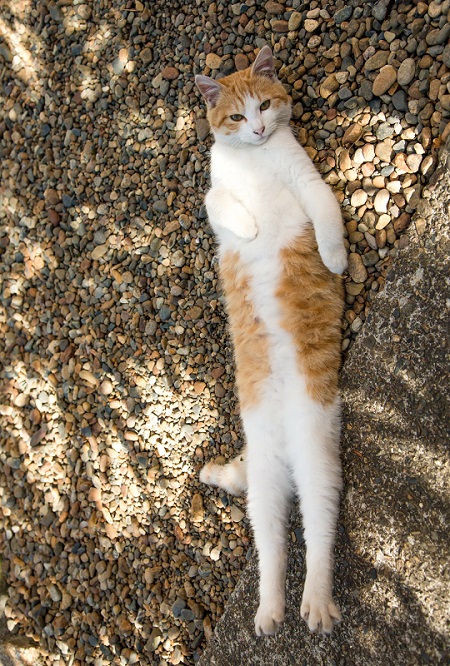 必死すぎるネコ